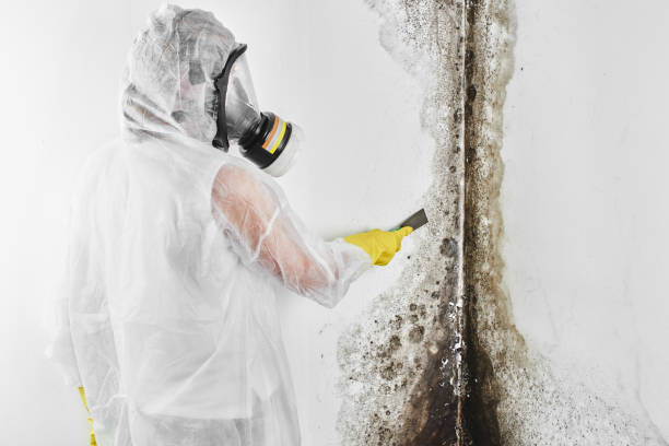 Best Mold Remediation Services  in Lewiston, CA