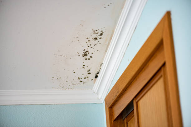 Best Commercial Mold Removal  in Lewiston, CA