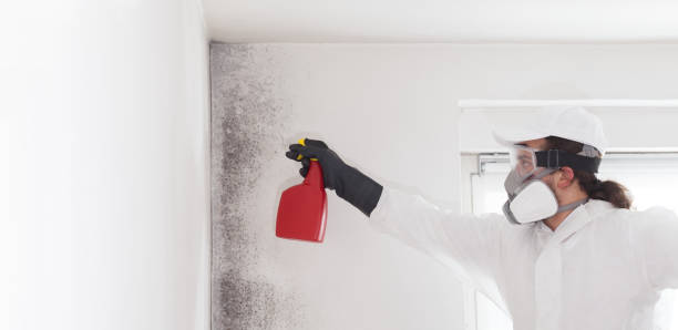 Best Office Mold Removal Services  in Lewiston, CA