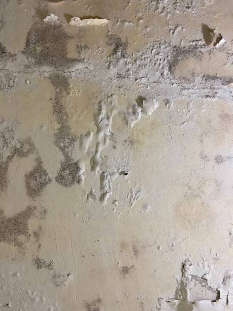 Certified Mold Removal in Lewiston, CA