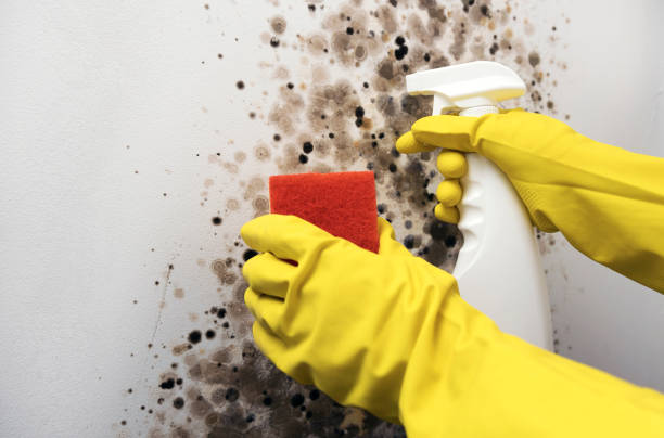 Best Office Mold Removal Services  in Lewiston, CA