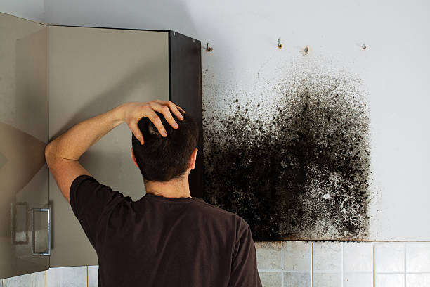 Best Home Mold Removal  in Lewiston, CA