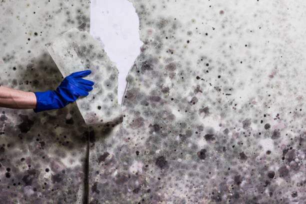 Mold Removal Process in Lewiston, CA