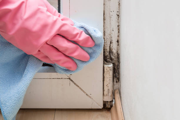 Home Mold Removal in Lewiston, CA