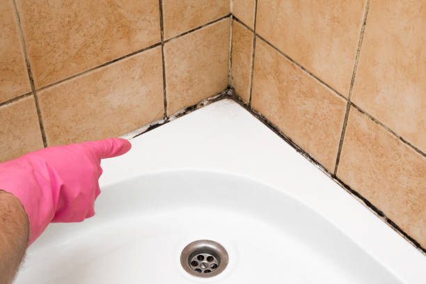 Trusted Lewiston, CA Mold Removal Experts