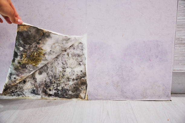 Office Mold Removal Services in Lewiston, CA